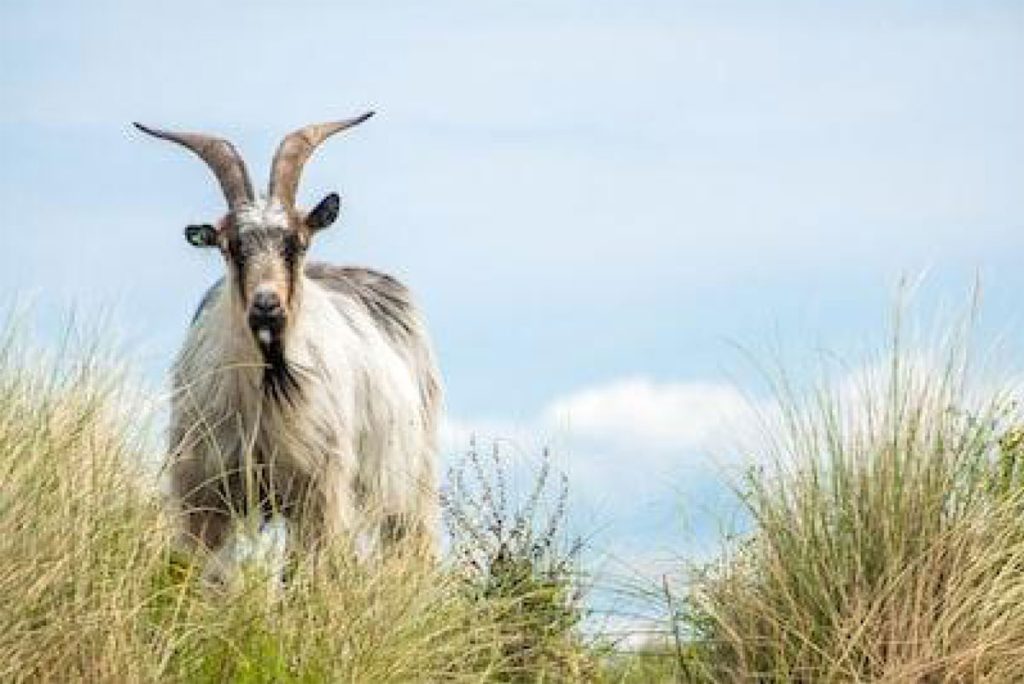 Goat standing in long grass